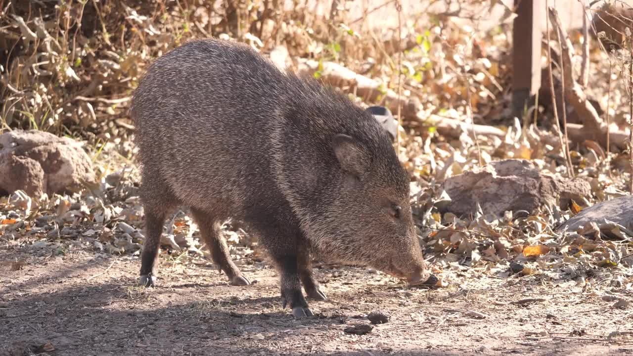 成卷的野猪类Javalina视频素材