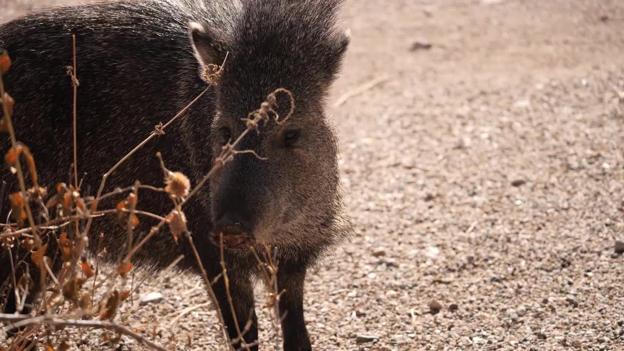 成卷的野猪类Javalina视频素材