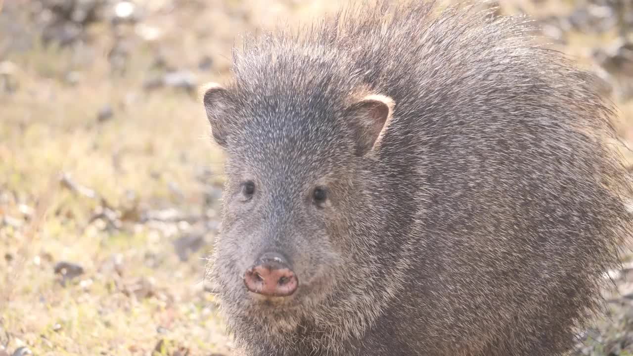 成卷的野猪类Javalina视频素材