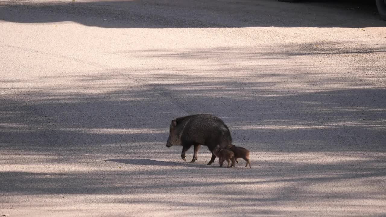 成卷的野猪类Javalina视频素材