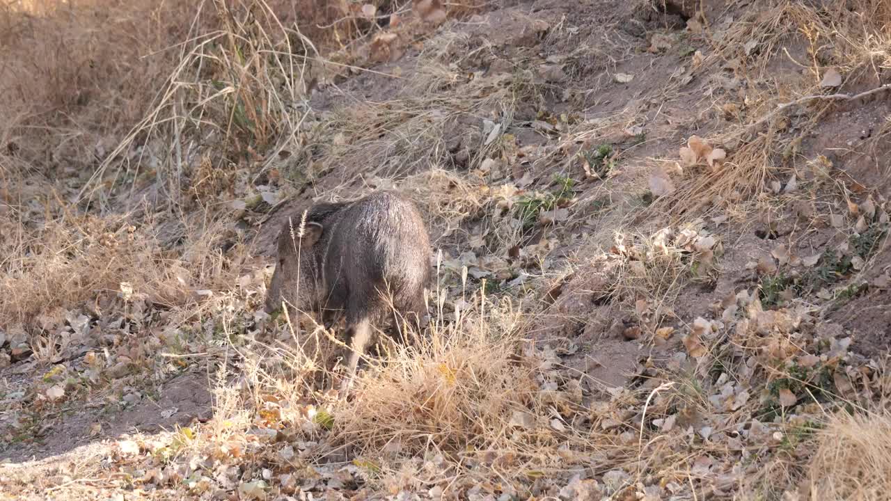 成卷的野猪类Javalina视频素材