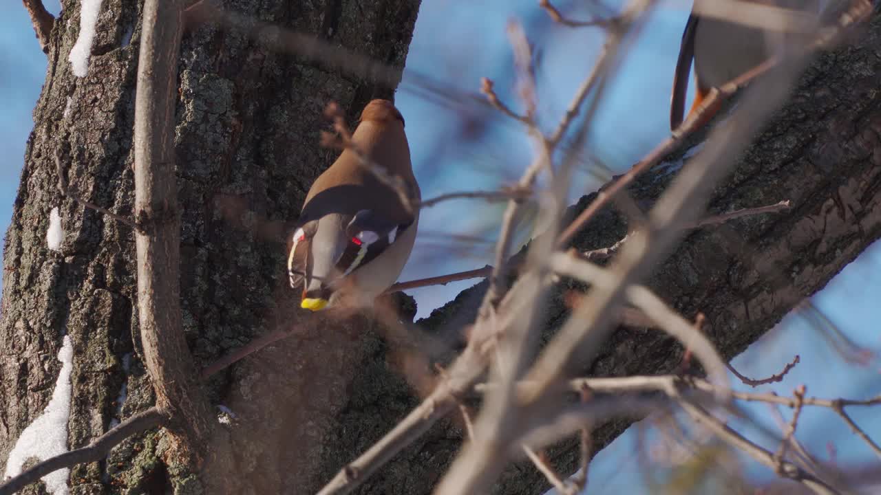 鸟类——波西米亚蜡翼(Bombycilla garrulus)在阳光明媚的冬天坐在树上吃甲虫的幼虫。视频素材