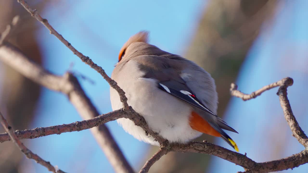 鸟波西米亚蜡翼(Bombycilla garrulus)坐在一个阳光明媚的霜冻的冬天的灌木上。视频素材