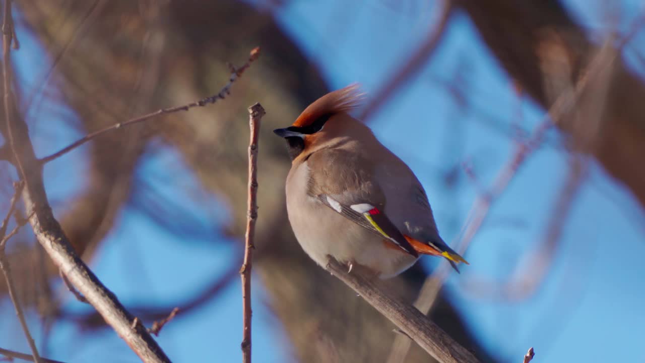 鸟波西米亚蜡翼(Bombycilla garrulus)坐在一个阳光明媚的霜冻的冬天的灌木上。视频素材