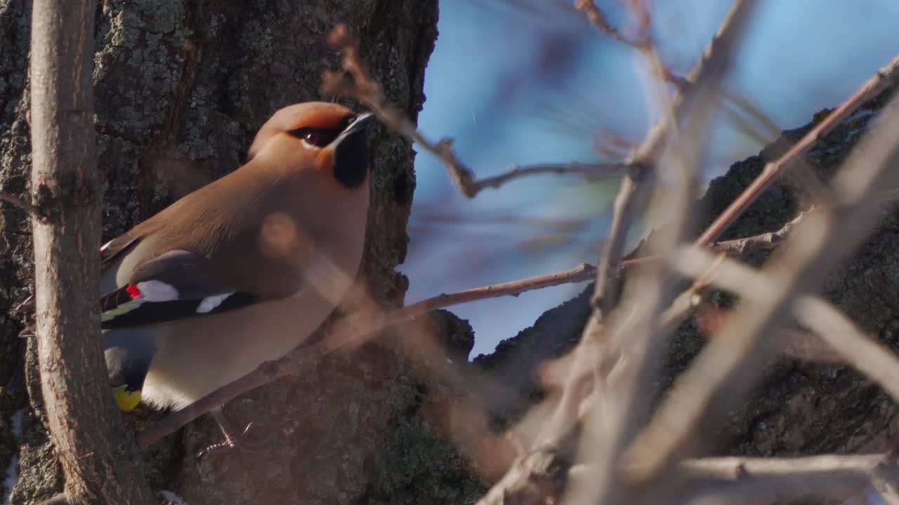 鸟波西米亚蜡翼(Bombycilla garrulus)坐在一个阳光明媚的霜冻的冬天的灌木上。视频素材