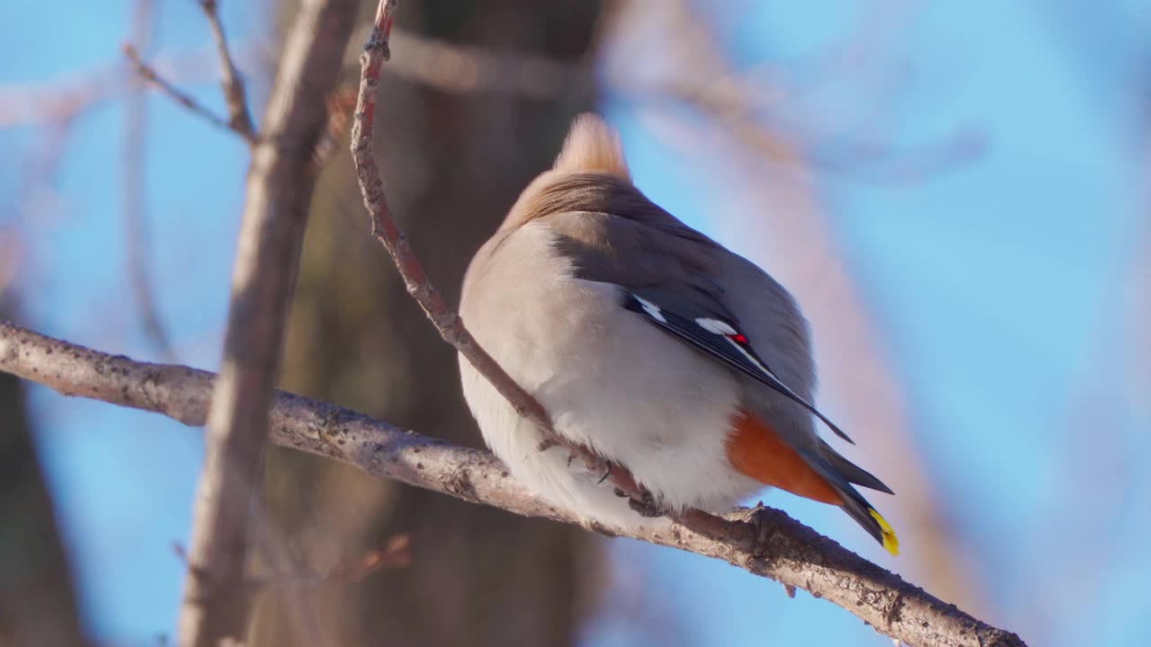 鸟波西米亚蜡翼(Bombycilla garrulus)坐在一个阳光明媚的霜冻的冬天的灌木上。视频素材