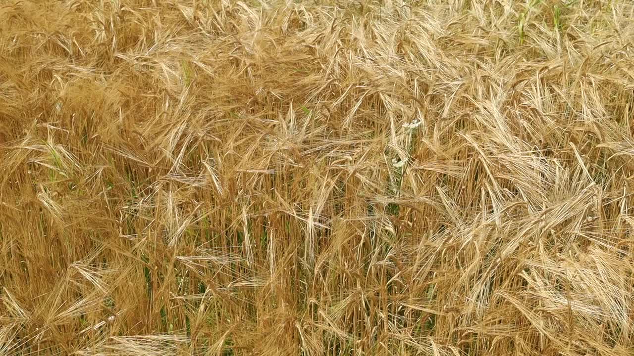 麦田里的大麦在夏天成熟视频素材