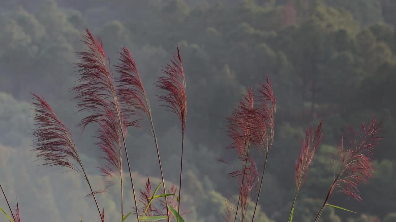 刮风天的草视频素材