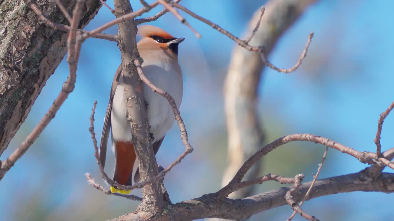 鸟波西米亚蜡翼(Bombycilla garrulus)坐在一个阳光明媚的霜冻的冬天的灌木上。视频素材