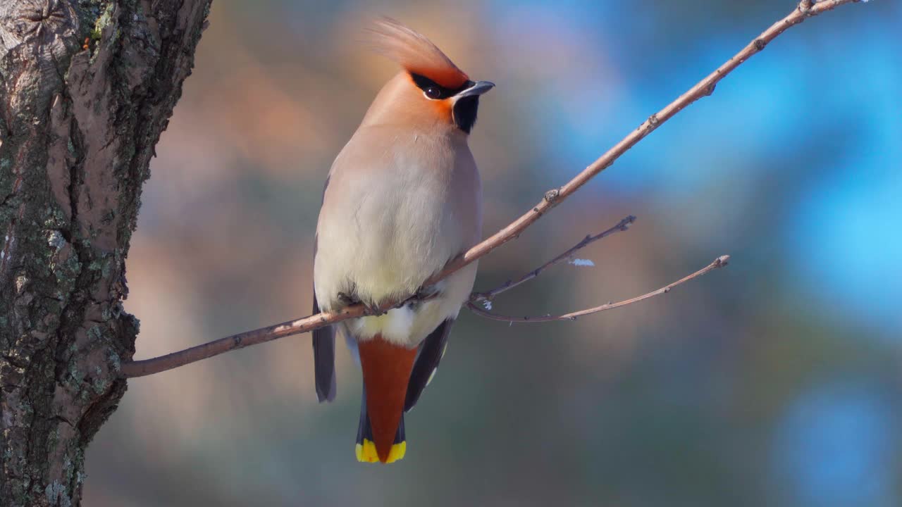 鸟波西米亚蜡翼(Bombycilla garrulus)坐在一个阳光明媚的霜冻的冬天的灌木上。视频素材