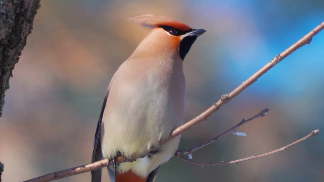 鸟波西米亚蜡翼(Bombycilla garrulus)坐在一个阳光明媚的霜冻的冬天的灌木上。视频素材