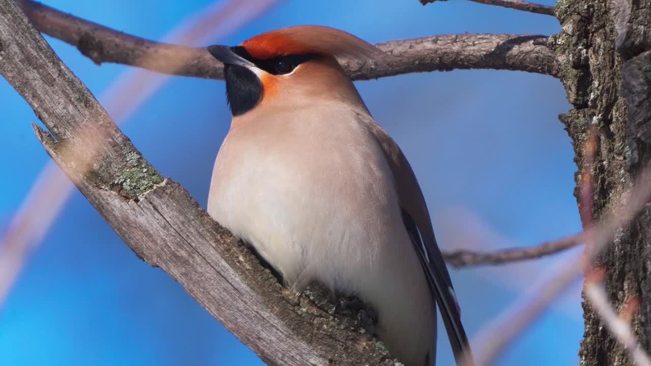 鸟波西米亚蜡翼(Bombycilla garrulus)坐在一个阳光明媚的霜冻的冬天的灌木上。视频素材