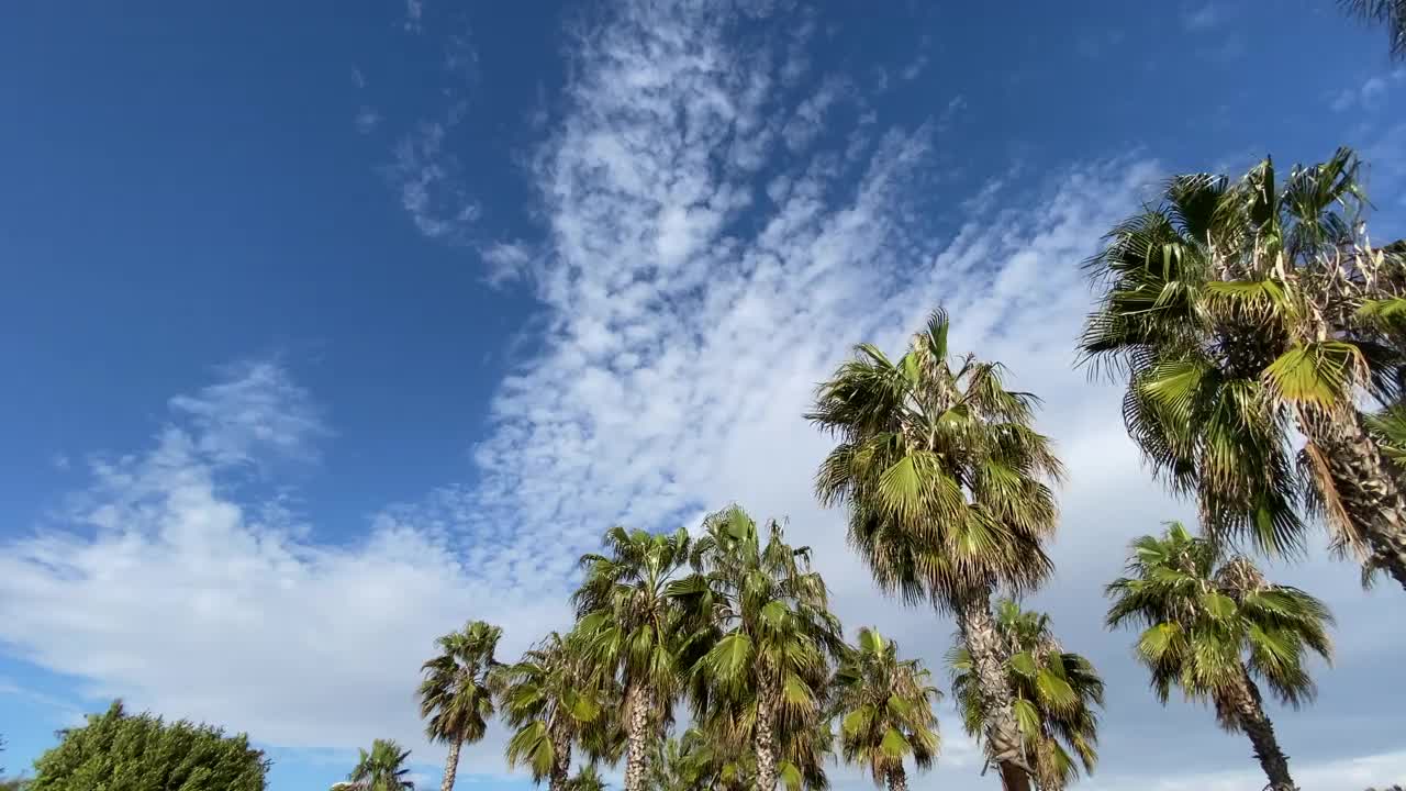 多云天空下棕榈树下的天空视图。视频素材