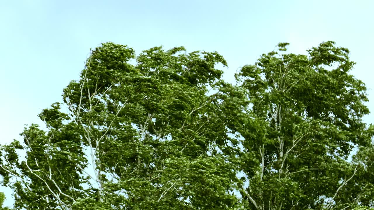 暴风雨的风摇动着桦树顶上的树枝和树叶视频下载