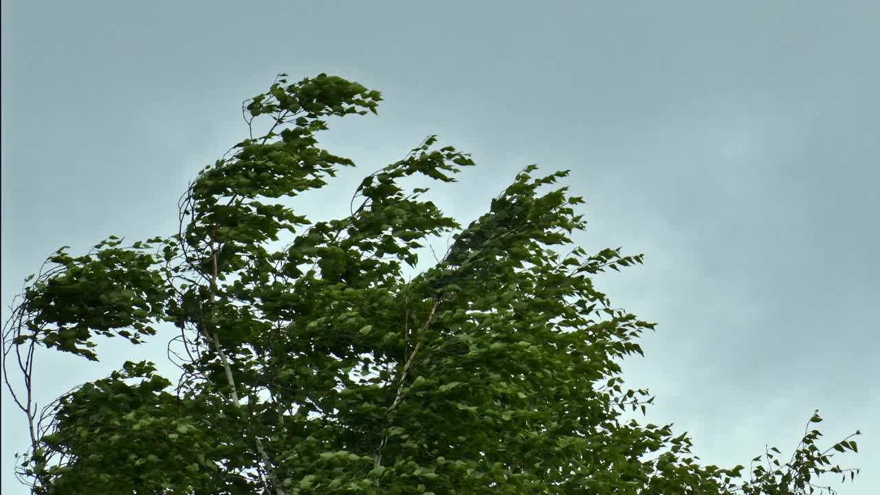 暴风雨的风摇动着桦树顶上的树枝和树叶视频下载