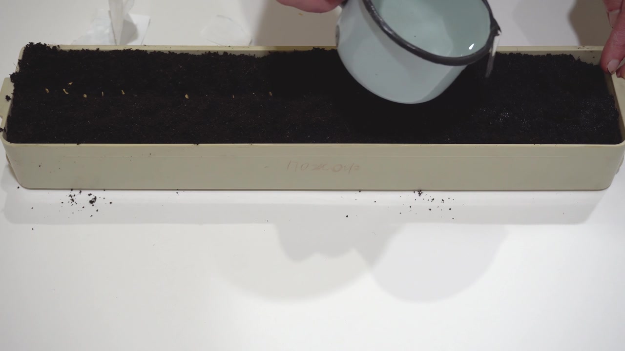 一名妇女用手将幼苗的种子覆盖在泥土中，并洒上水，为春季和夏季做准备视频素材画面2