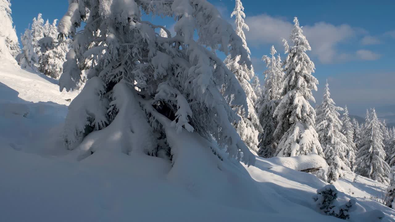 摄影:冬日森林——白天，阳光在白雪覆盖的树木间闪耀视频素材