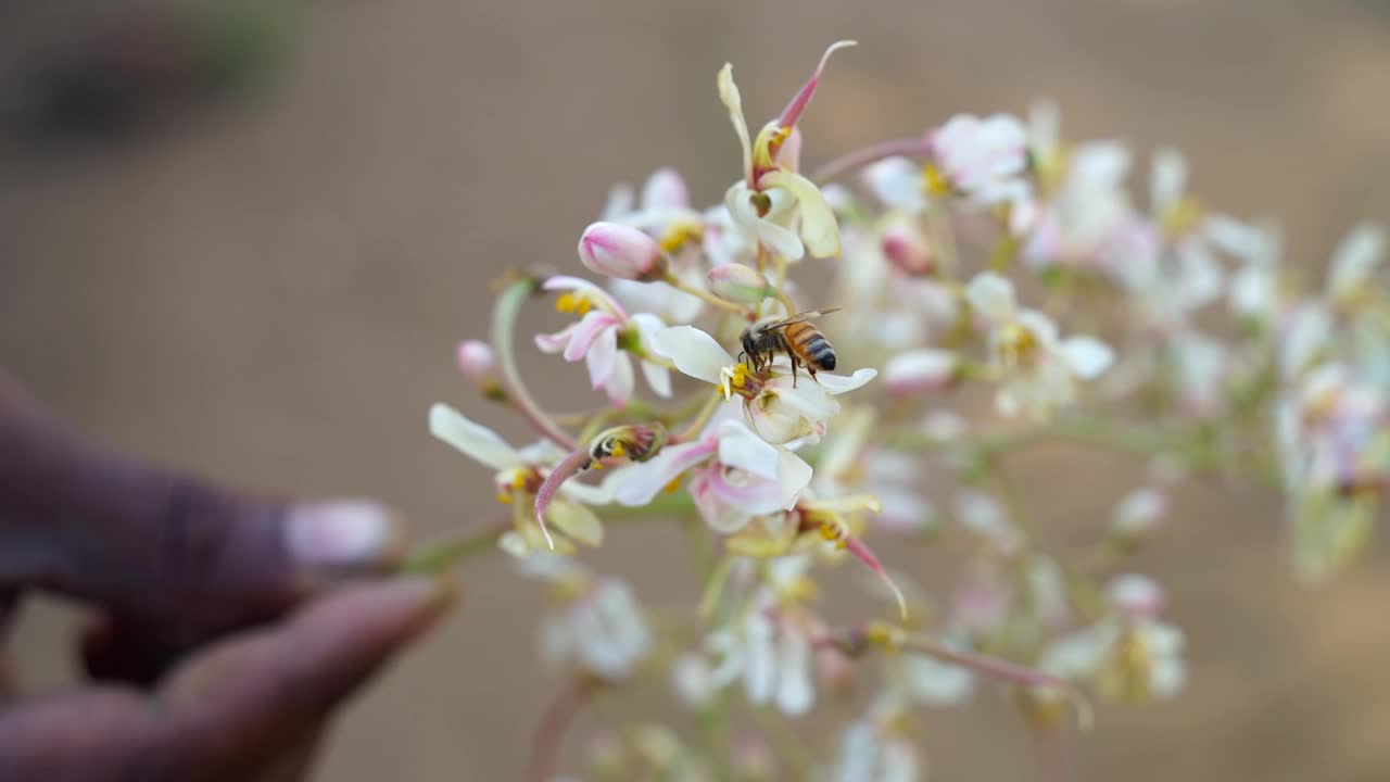 蜜蜂有小翅膀，用吸管一样的嘴吮吸花蜜。美丽的花粉花特写。视频素材