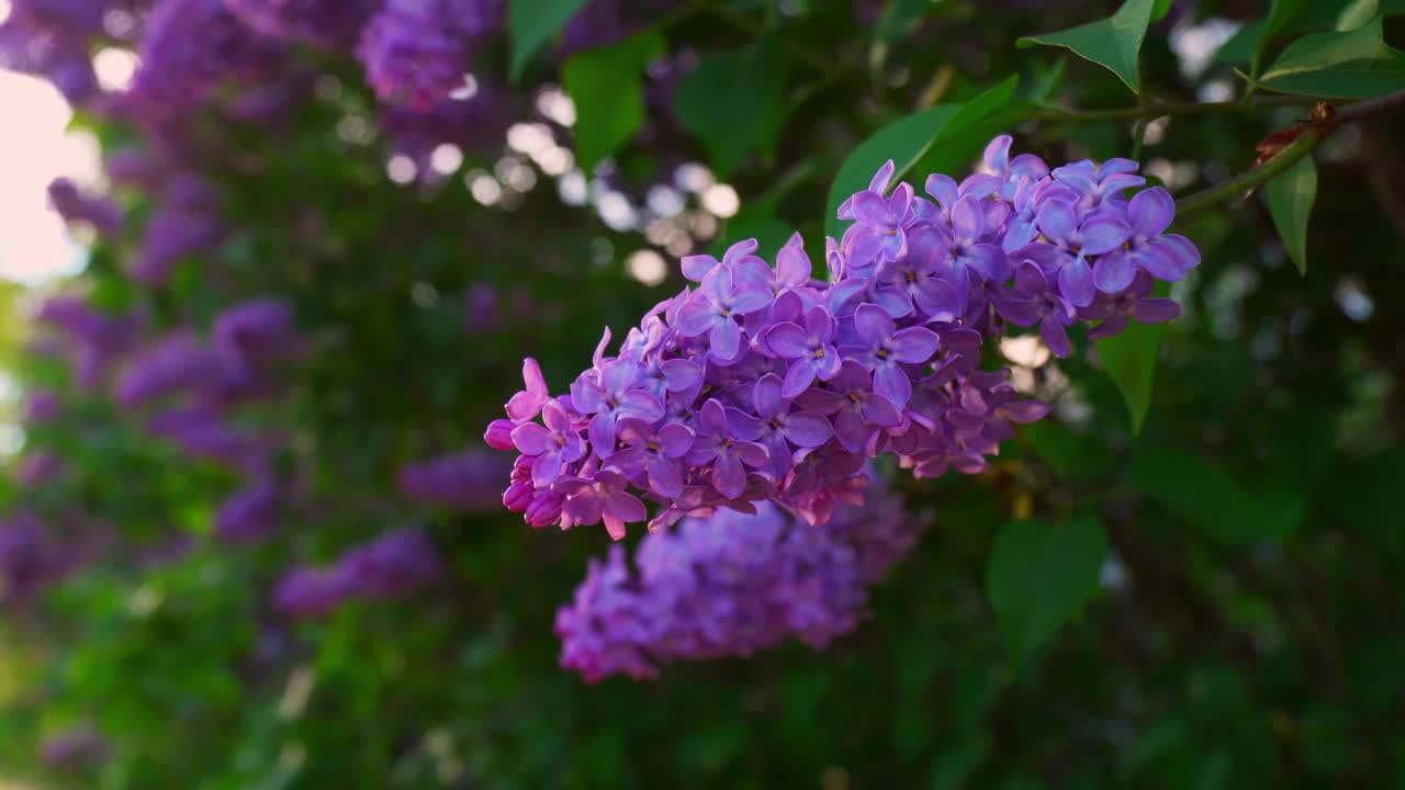 紫丁香开花视频素材