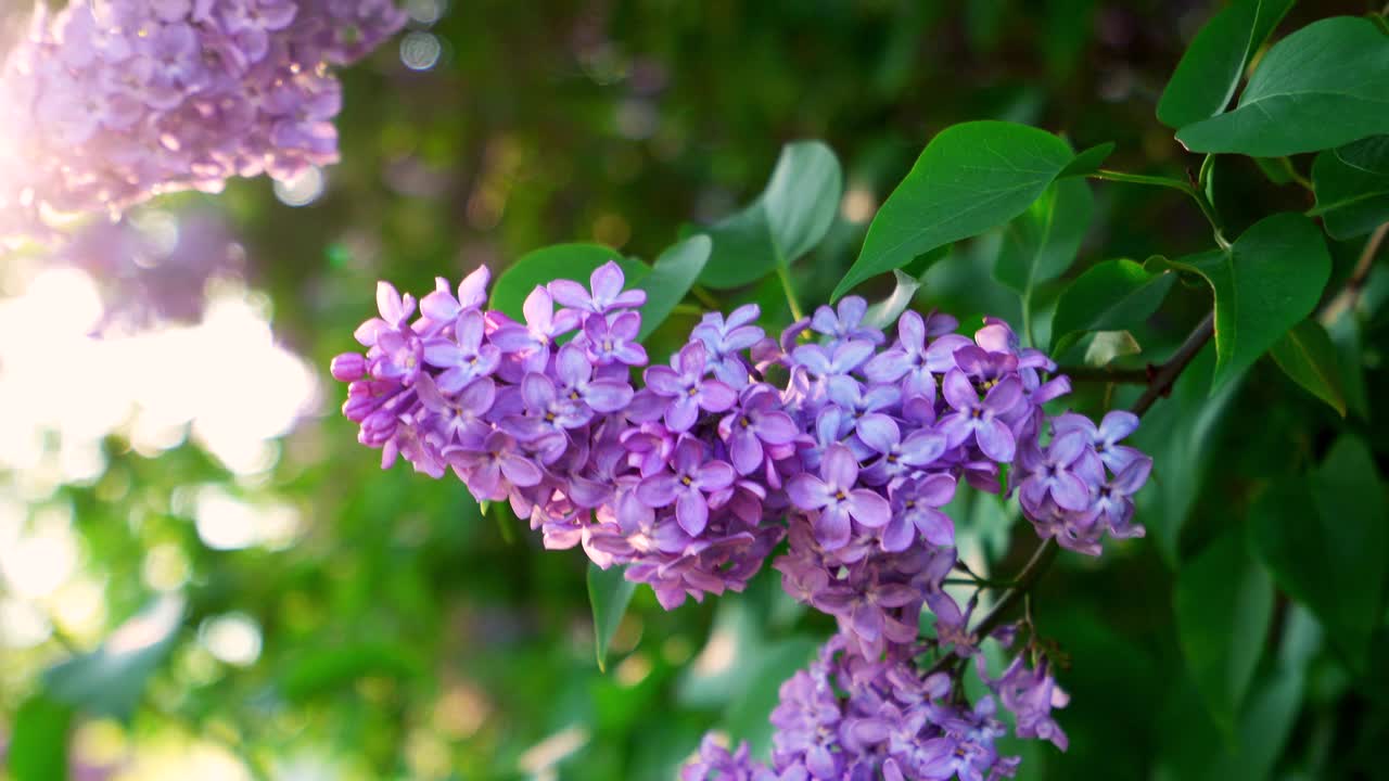 夕阳下的丁香花视频素材