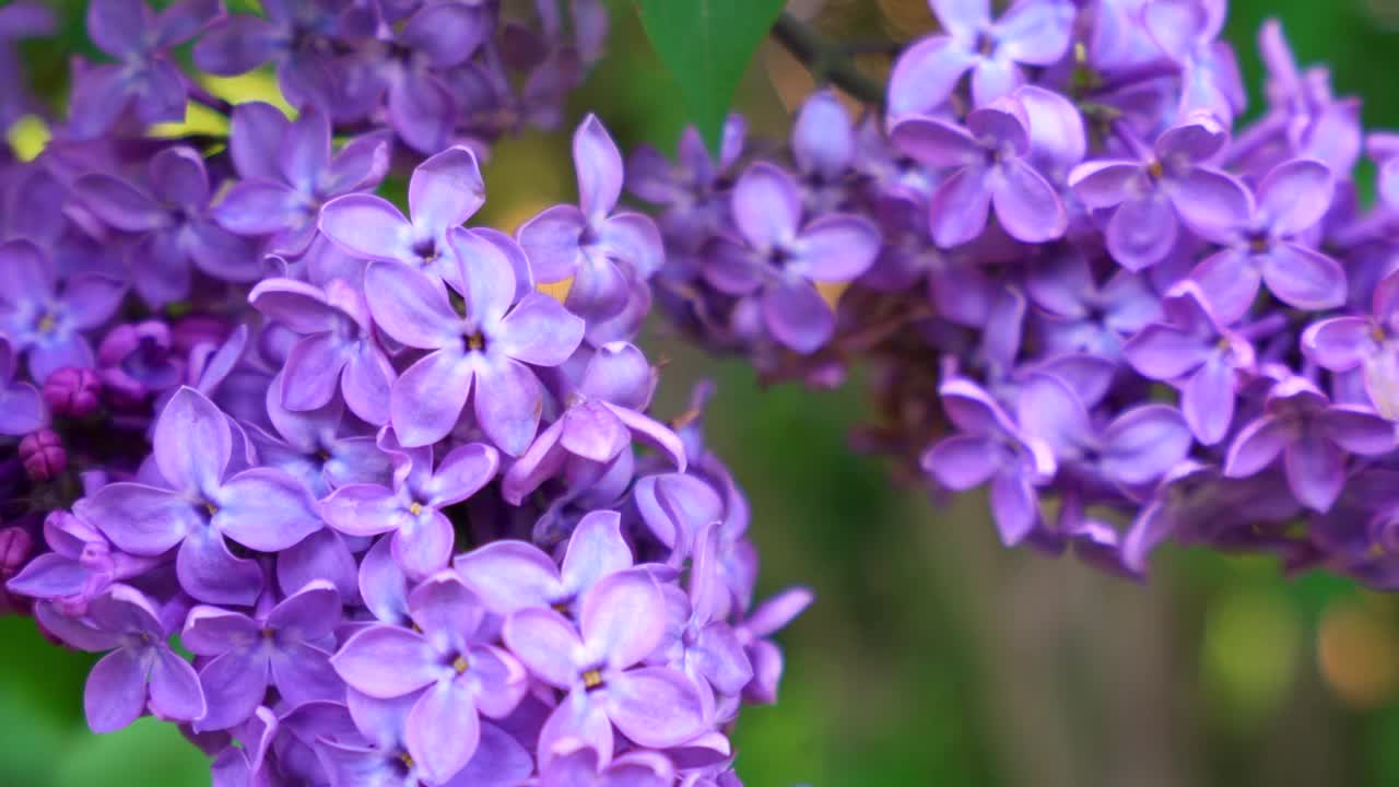 紫丁香开花视频素材