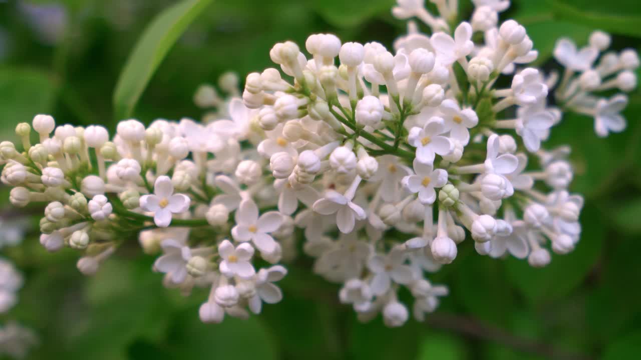 树枝上的丁香花视频素材