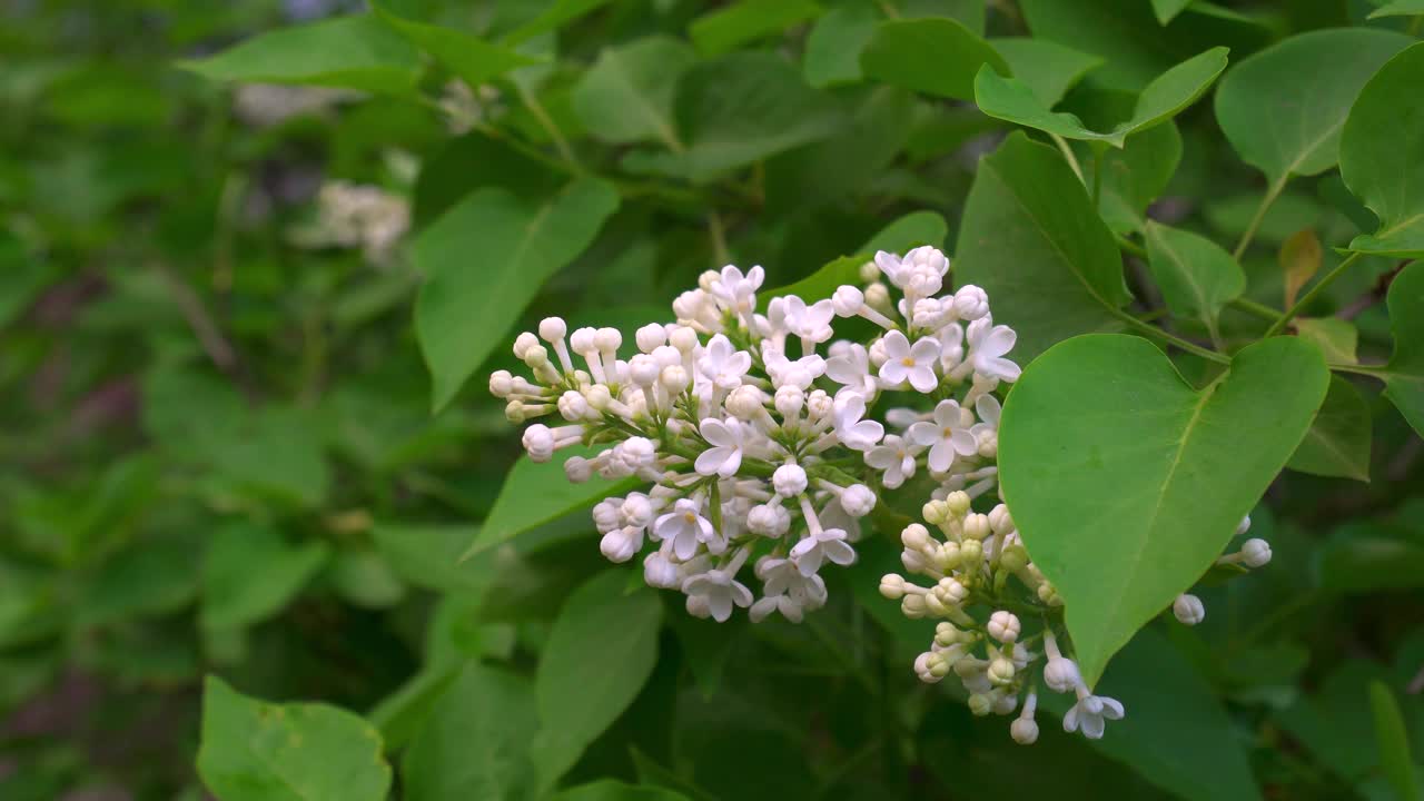 灌木丛上开着白色的丁香花视频素材