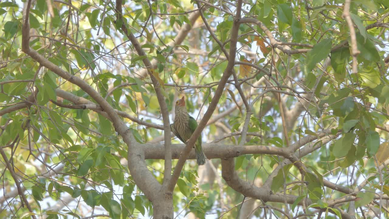 有线的倒钩鸟栖息在森林的树枝上。视频素材