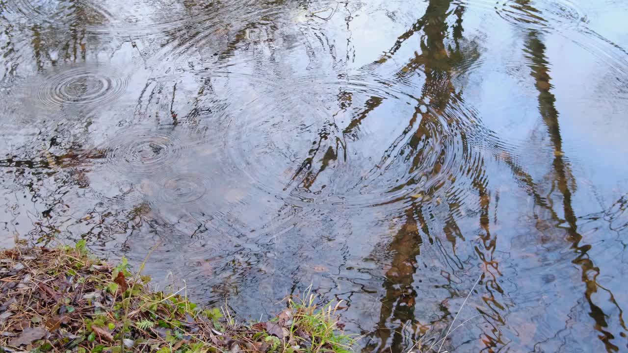 雨倾泻在清澈透明的水面上的森林小溪在一个晴朗的日子在春天或秋天，草，树叶，植物在岸边，自然的背景图像，红色的秋天树叶在清澈的水视频下载