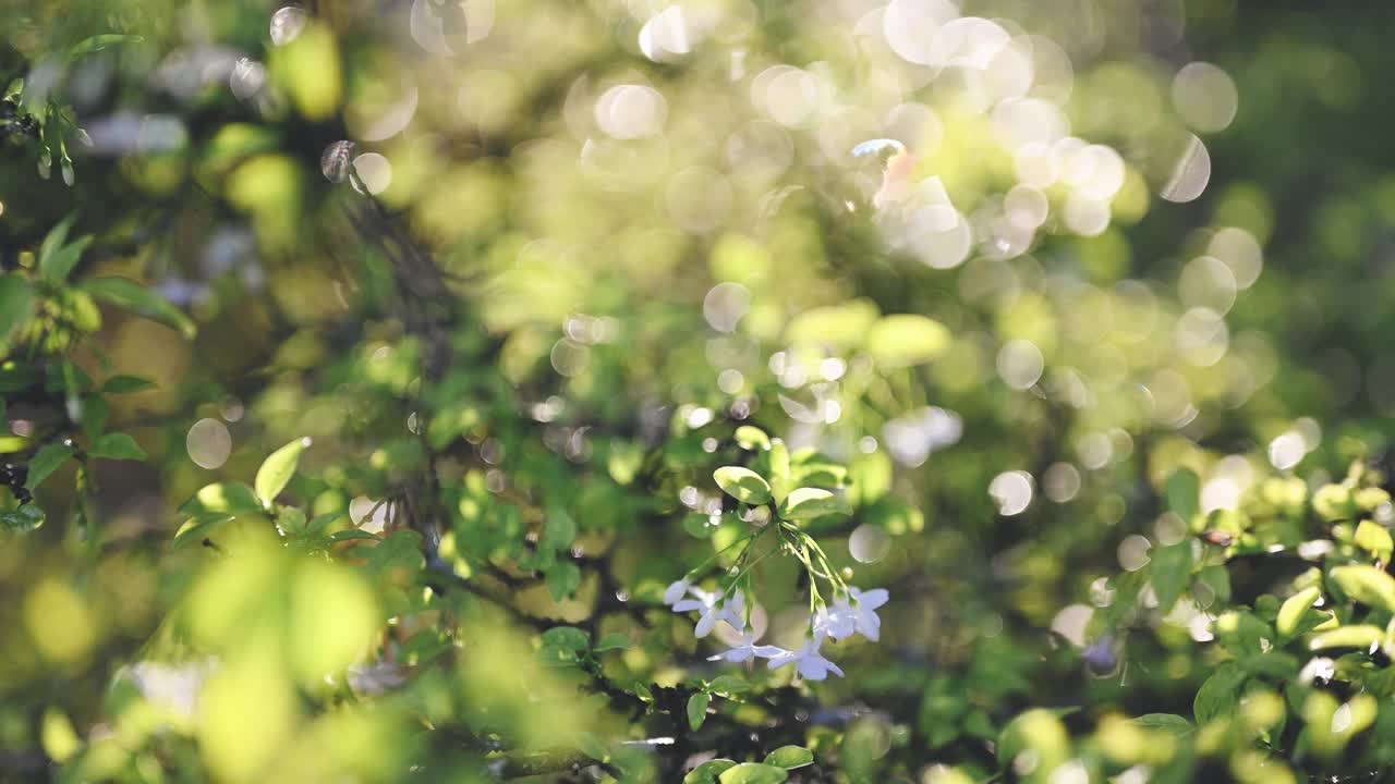 特写美丽的日出时间在森林自然绿叶绿叶树木背景与阳光在自然景观生态和复制空间背景。视频素材