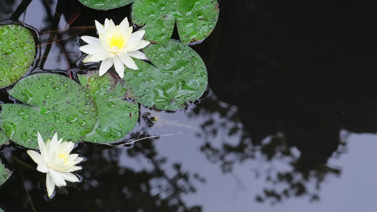 池塘里白莲花荷叶视频素材