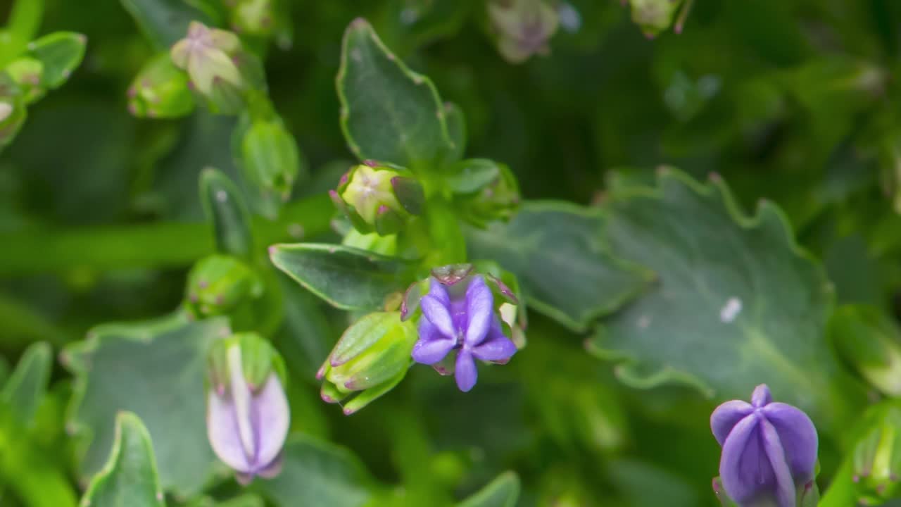 时光流逝风铃花视频素材