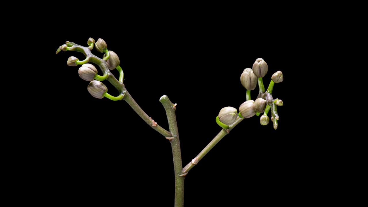 4K时光流逝兰花花视频素材