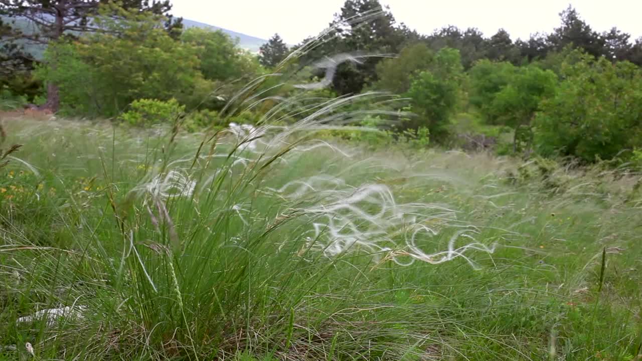 羽毛草或针草在意大利的斯泰纳山被统称为矛草视频素材