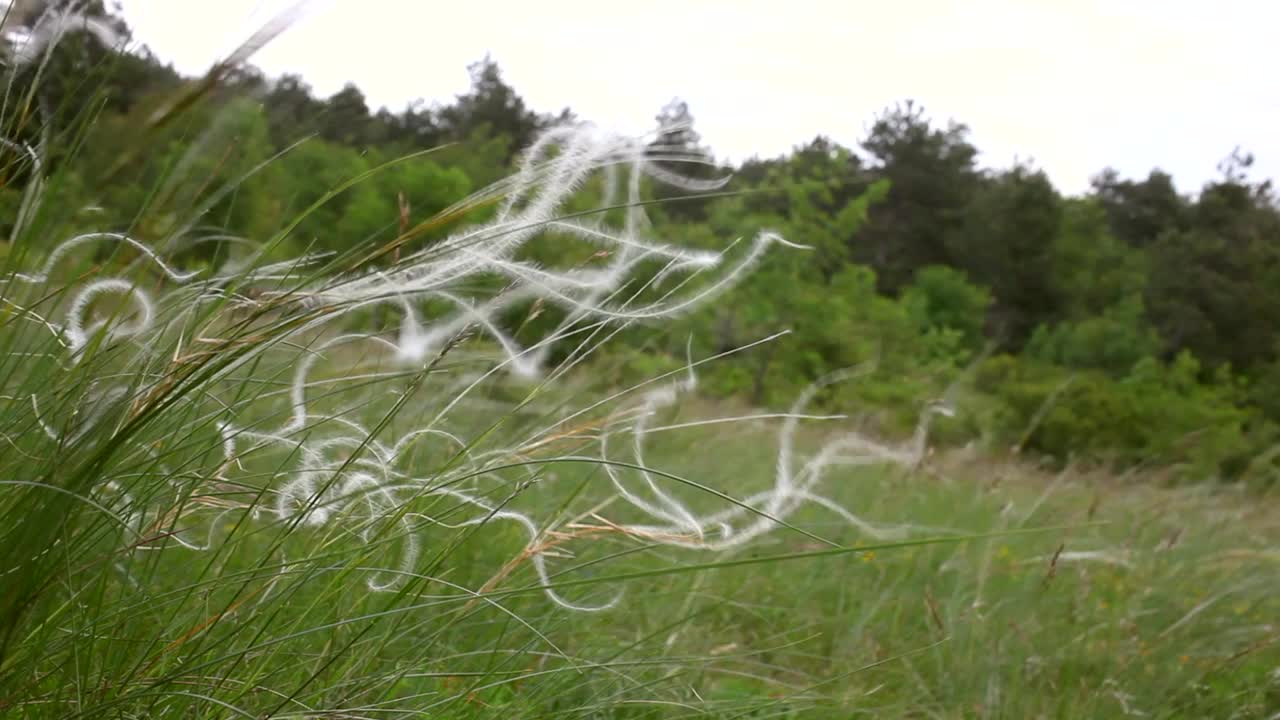 羽毛草或针草在意大利的斯泰纳山被统称为矛草视频素材