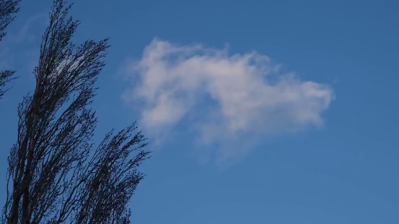 云，风，天空和树。一阵强风把白云吹过蓝色的天空，越过树木。蓝天和浮云映衬下摇曳的树木剪影视频素材