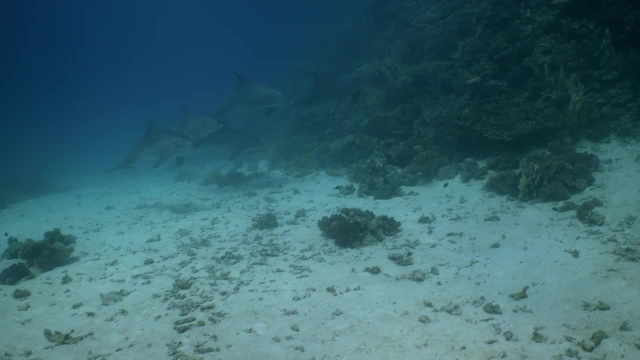 一群海豚从红海礁墙前经过视频素材