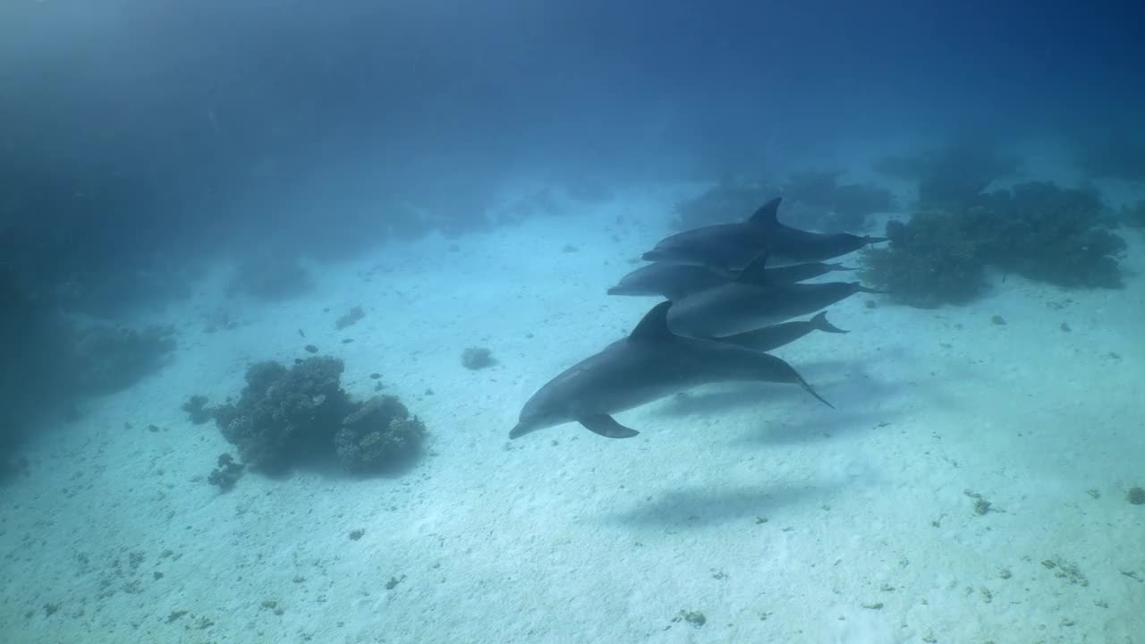 一群海豚游过红海的珊瑚沙视频素材