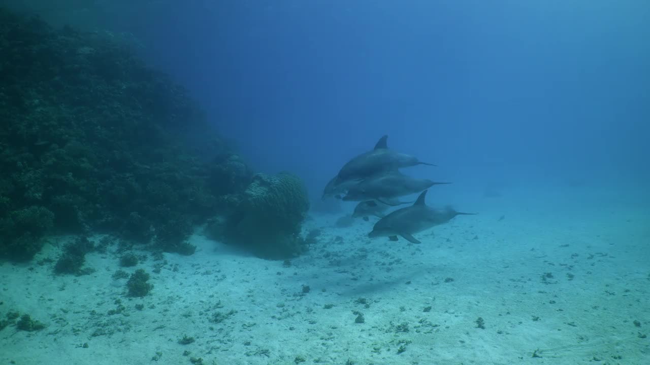 一群海豚从红海礁墙前经过视频素材