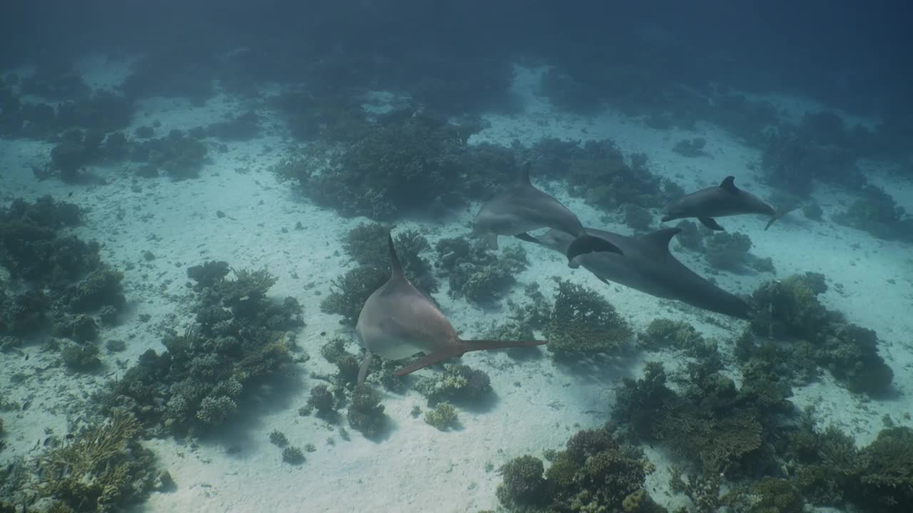 红海中的四头海豚，包括海豚妈妈和海豚宝宝视频素材