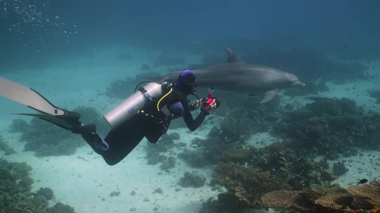 研究潜水员和海豚在红海游泳视频素材