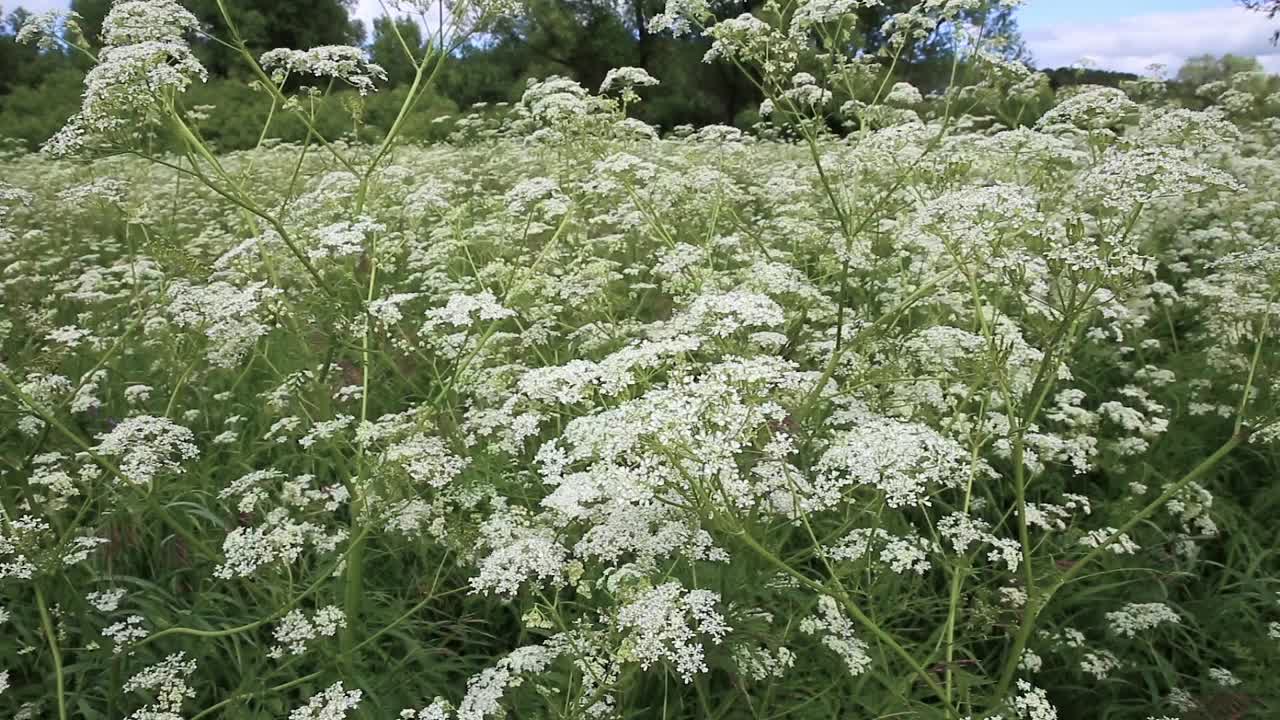 蓍草或蓍草视频素材