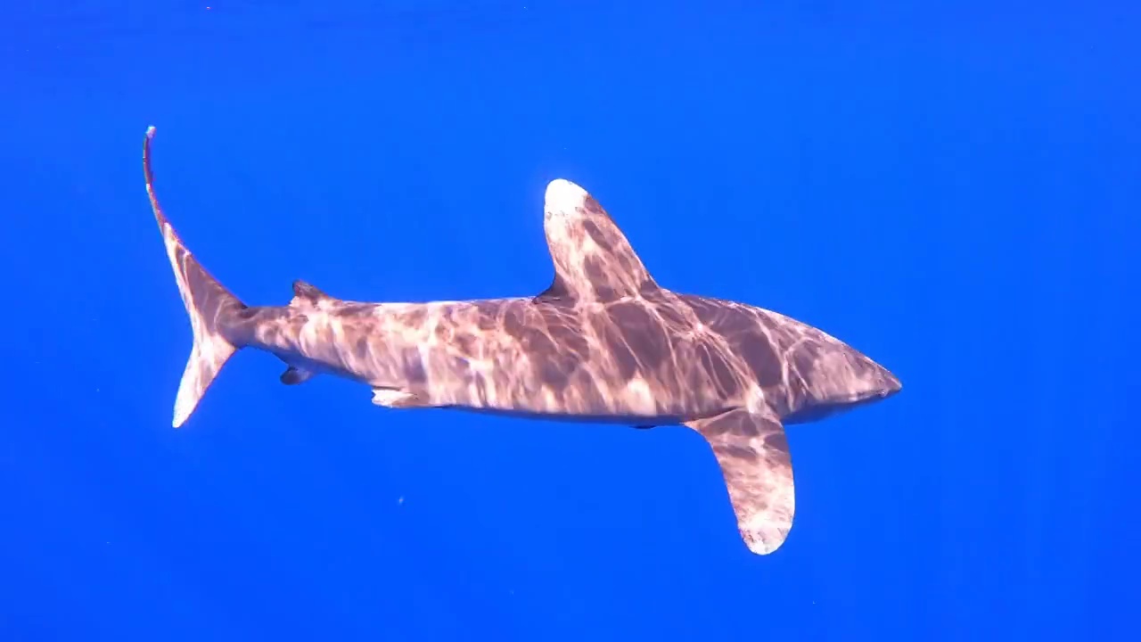 海洋白鳍鲨在野外游泳视频素材