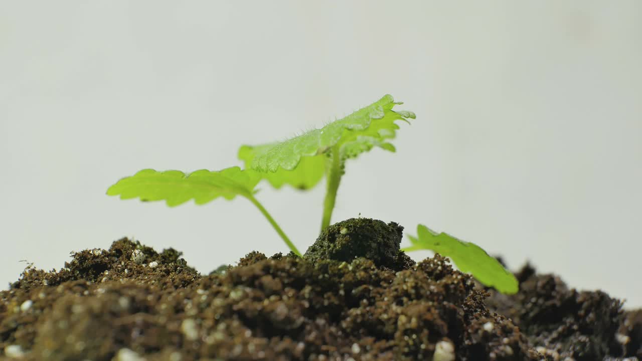 肥沃土壤上的小芽视频素材