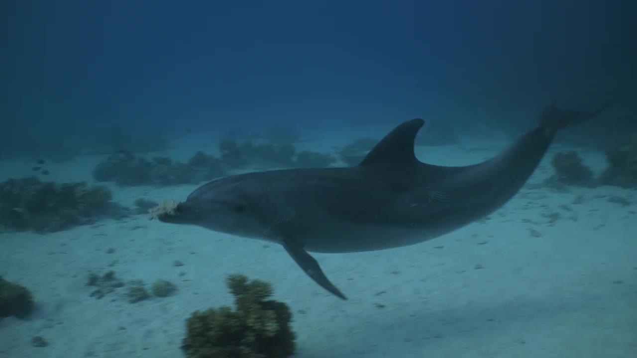 海豚和一块死珊瑚游泳视频素材