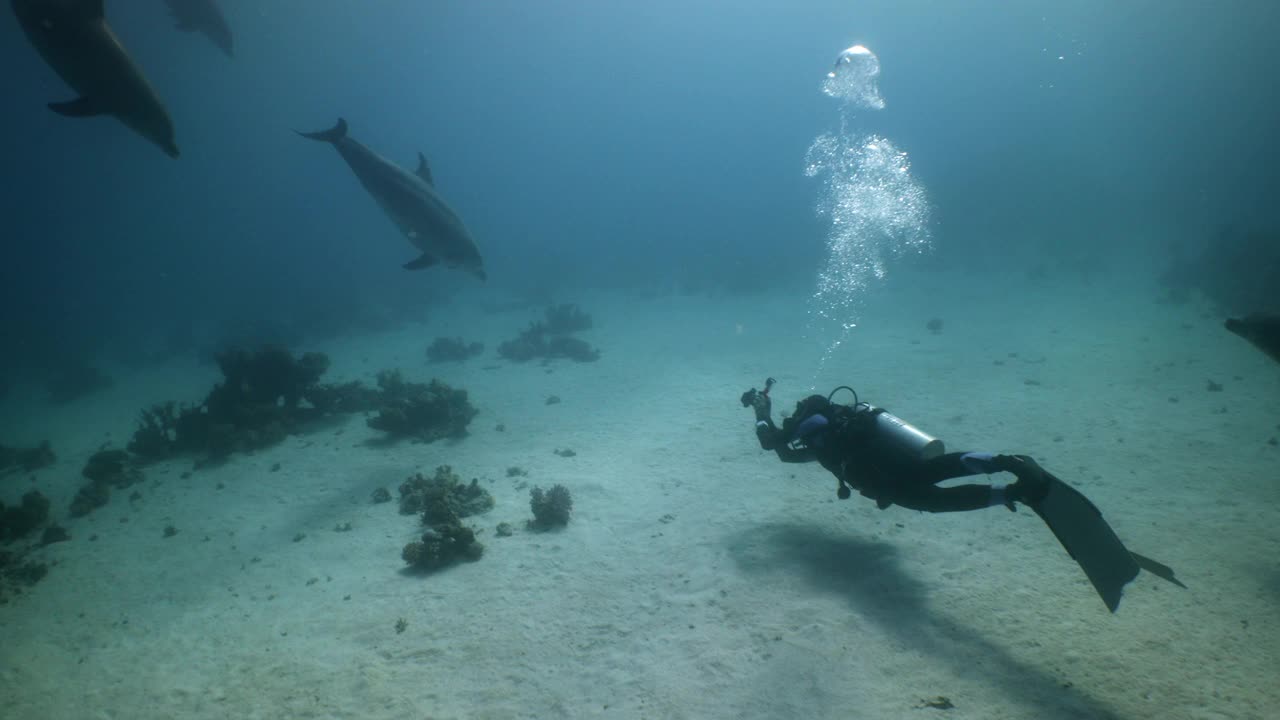 研究潜水员和四只海豚在红海视频素材