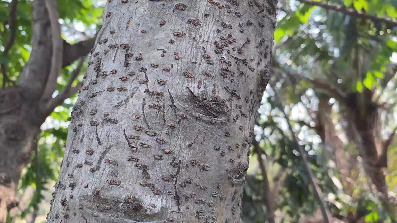 靠近树皮树上的蚂蚁视频素材