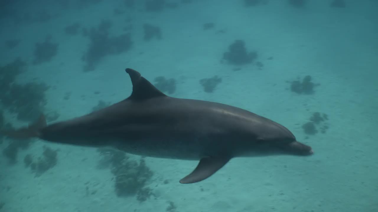 海豚游过红海暗礁视频素材