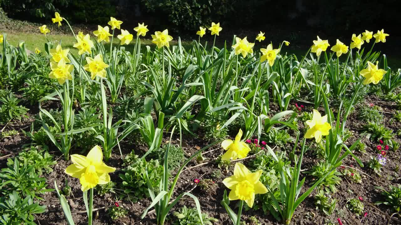 新鲜的早春黄色水仙花在花坛上，在一个阳光明媚的日子里，花的自然背景视频下载