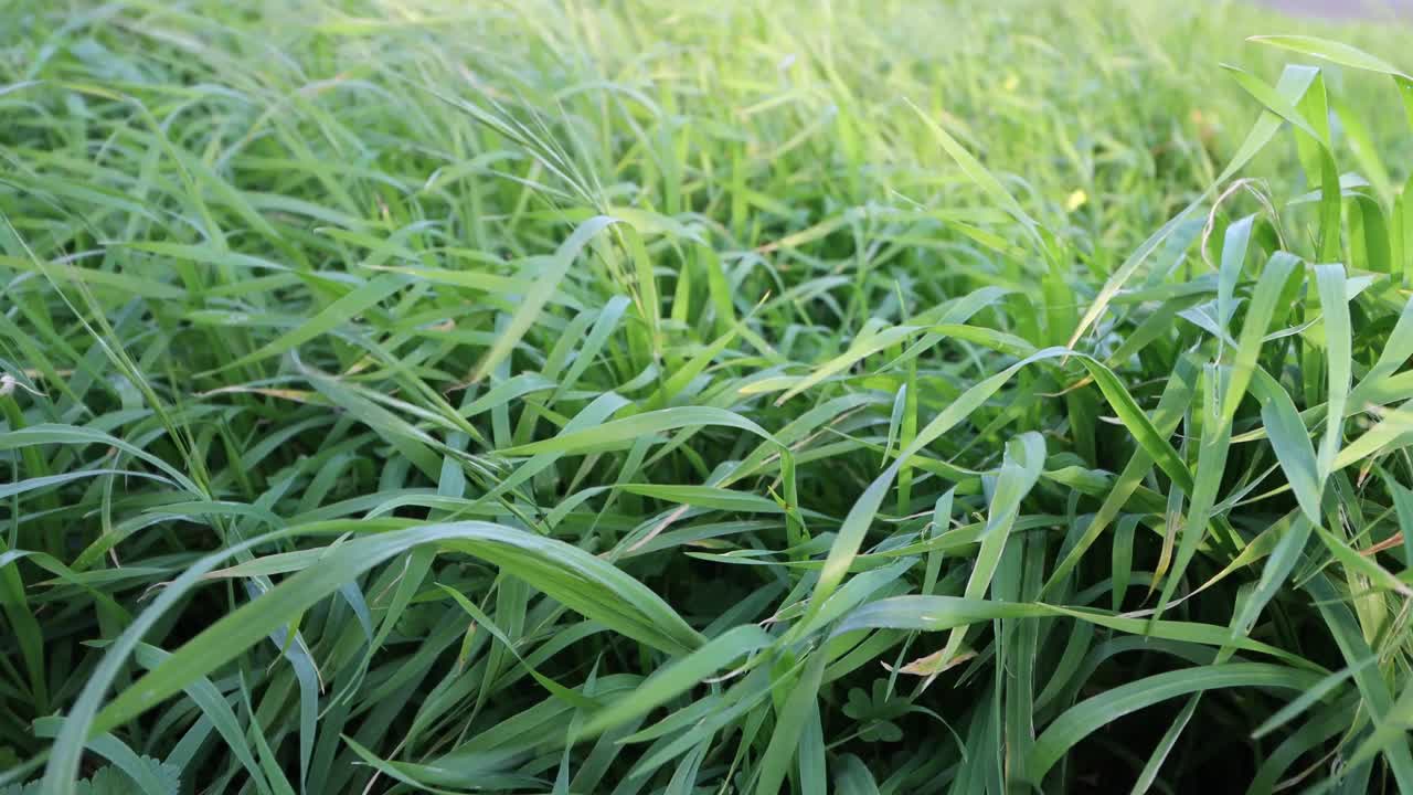 风吹着野草视频素材